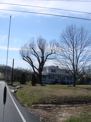 What You Shouldn't Do To Trees