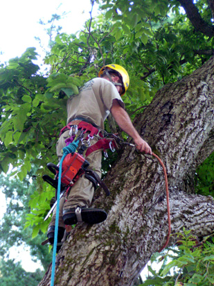 Tree Removal Services