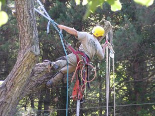 Tree Removal Services