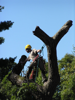 Tree Removal Services