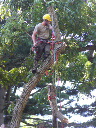 Tree Removal Services