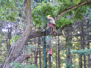 Tree Removal Services