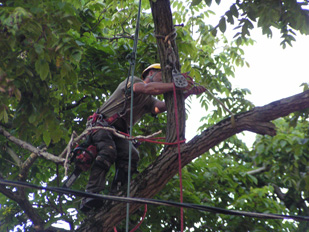 Tree Removal Services