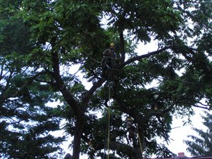 Tree Removal Services