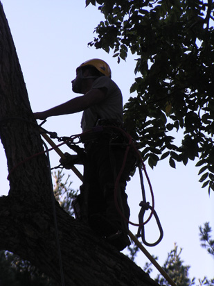 Tree Removal Services