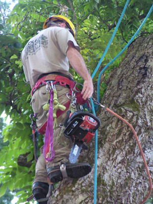 Tree Removal Services