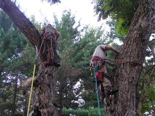 Tree Removal Services