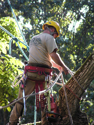 Tree Removal Services