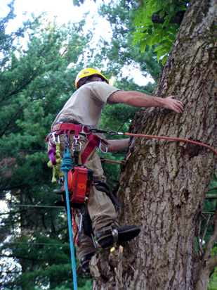 Tree Removal Services