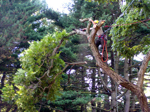 Tree Removal Services