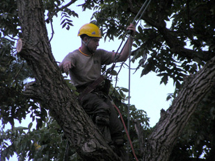 Tree Removal Services