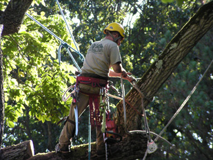 Tree Removal Services