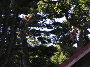 Tree Removal Services