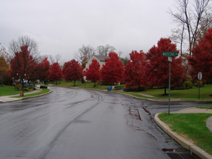 Trees Being Beautiful