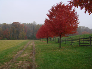 Trees Being Beautiful