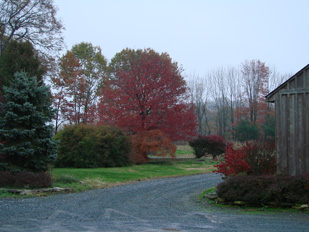 Trees Being Beautiful