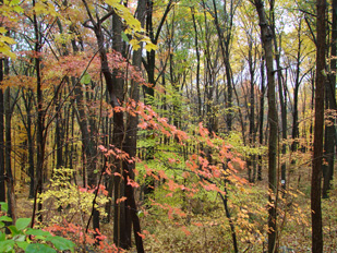 Trees Being Beautiful