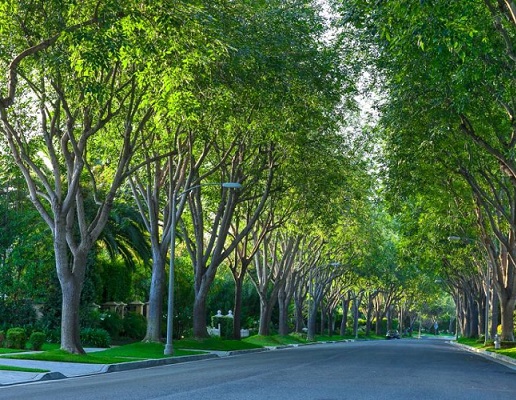 Tree Inventory