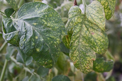 Spider Mite on plant